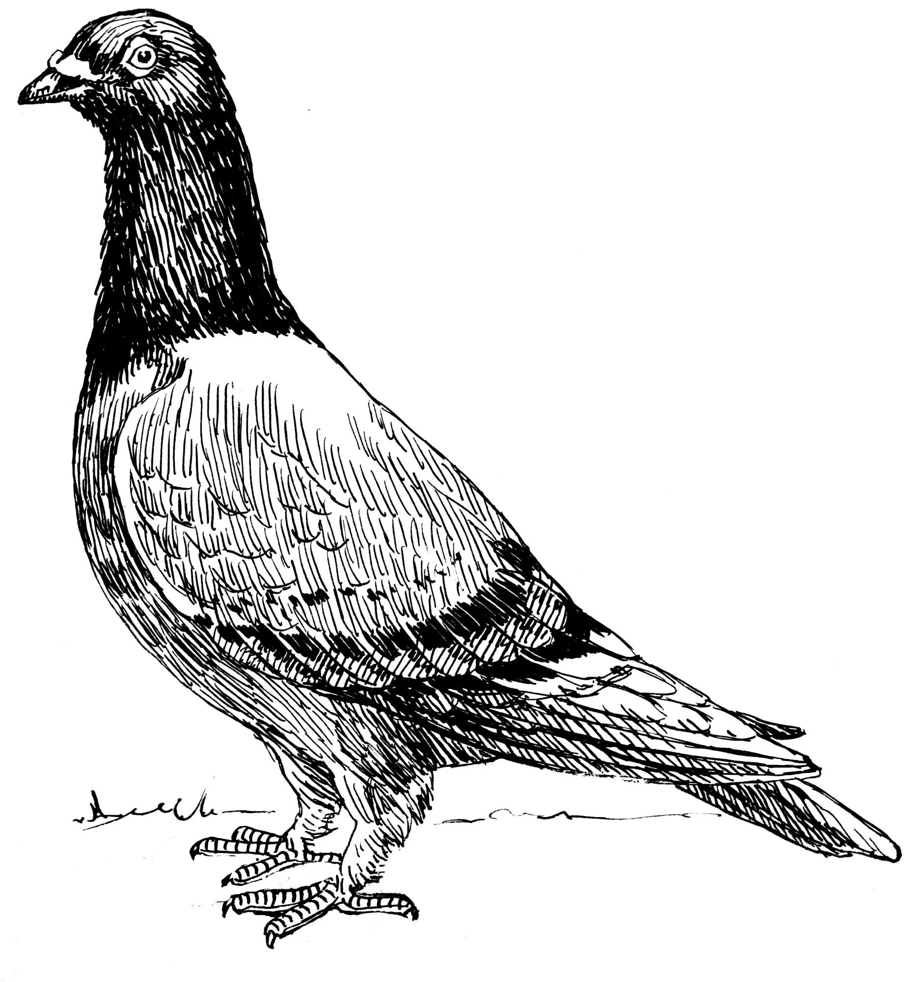 Capa do episódio #74: Pombo-correio, Pearson Scott Foresman. Domínio público, via Wikimedia Commons