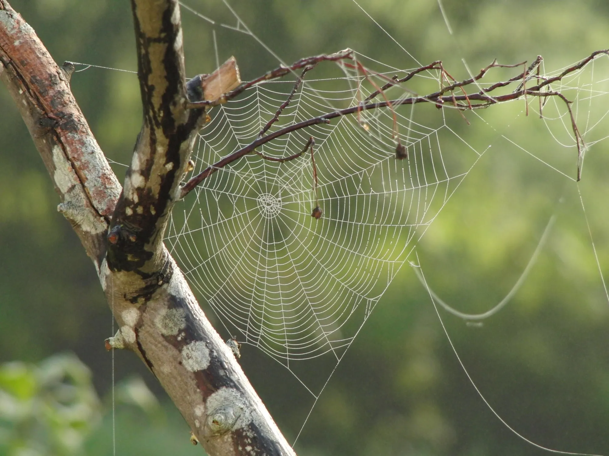 Capa do episódio #48: Teia de aranha com orvalho, TGoeller. Domínio público, via Wikimedia Commons