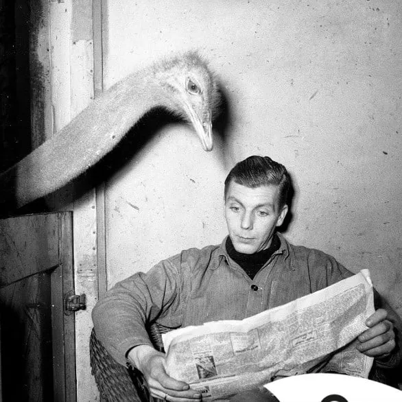 Capa do episódio #121: “Strich reads newspaper of caretaker” por J. D Noske, 1951