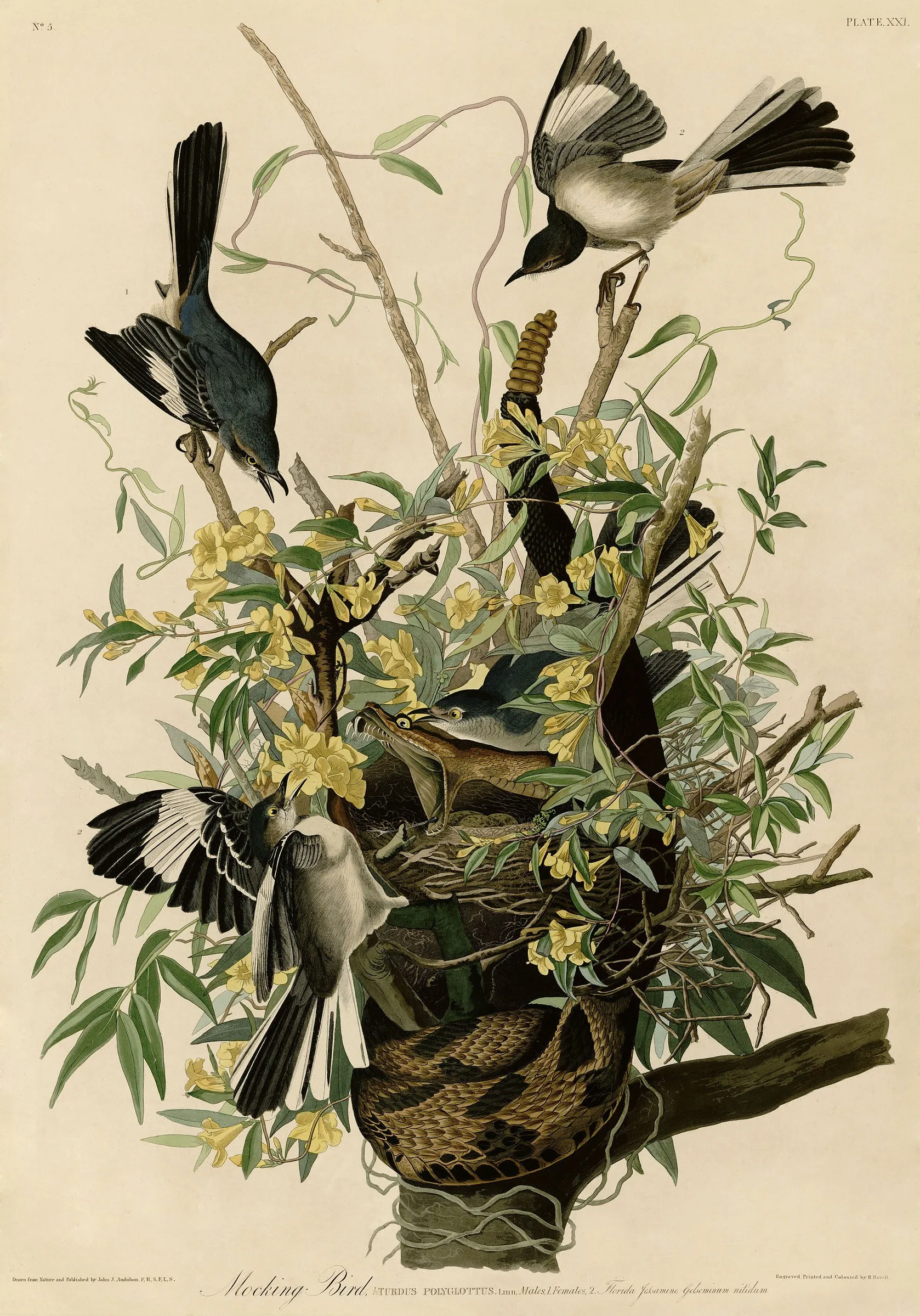 Capa do episódio #18: Mocking Bird, de John James Audubon. Domínio público, via Wikimedia Commons